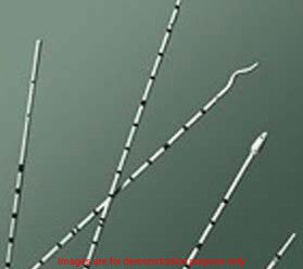 Ureteral Catheter Polyurethane, Spiral Tip W/Adapter,6Fr X 70Cm